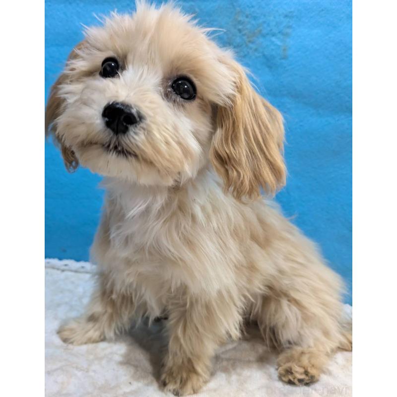 販売中の埼玉県のマルプー:マルチーズ×トイプードル-420866の13枚目