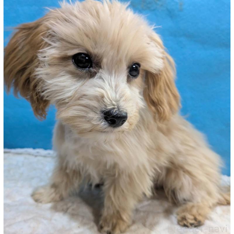 販売中の埼玉県のマルプー:マルチーズ×トイプードル-420866の12枚目