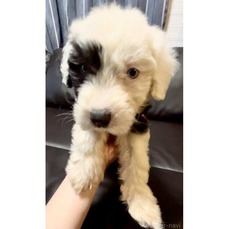 販売中の奈良県のオールドイングリッシュシープドッグ-446803の6枚目