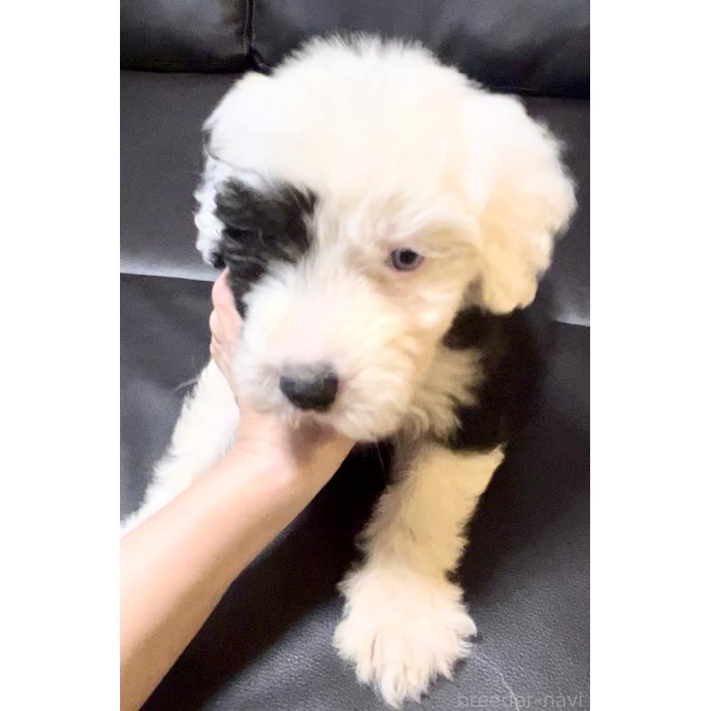 販売中の奈良県のオールドイングリッシュシープドッグ-446803の5枚目