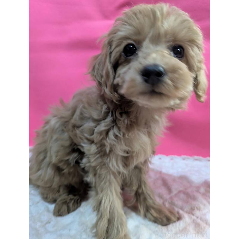 販売中の埼玉県のマルプー:マルチーズ×トイプードル-437652の7枚目