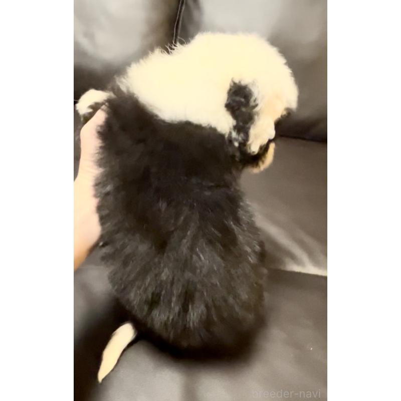 販売中の奈良県のオールドイングリッシュシープドッグ-446803の4枚目