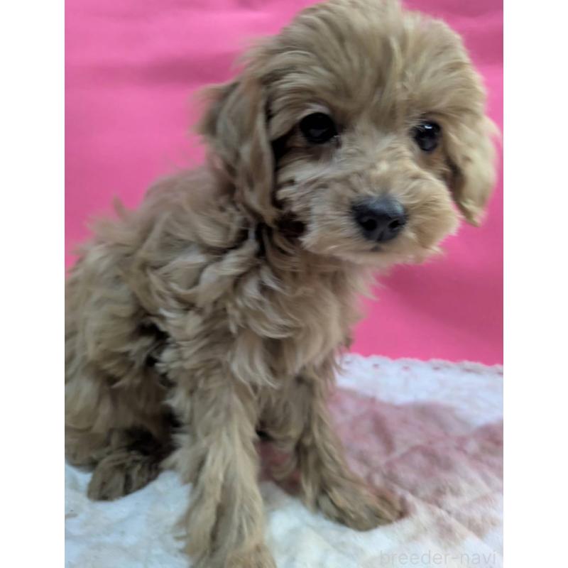 販売中の埼玉県のマルプー:マルチーズ×トイプードル-437652の6枚目