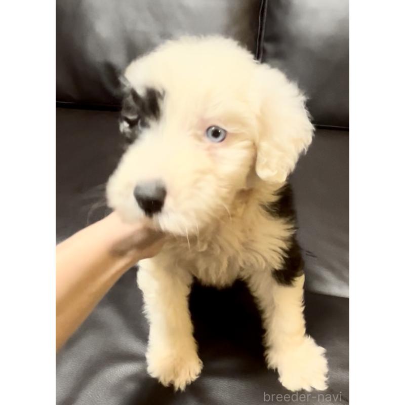 販売中の奈良県のオールドイングリッシュシープドッグ-446803の3枚目