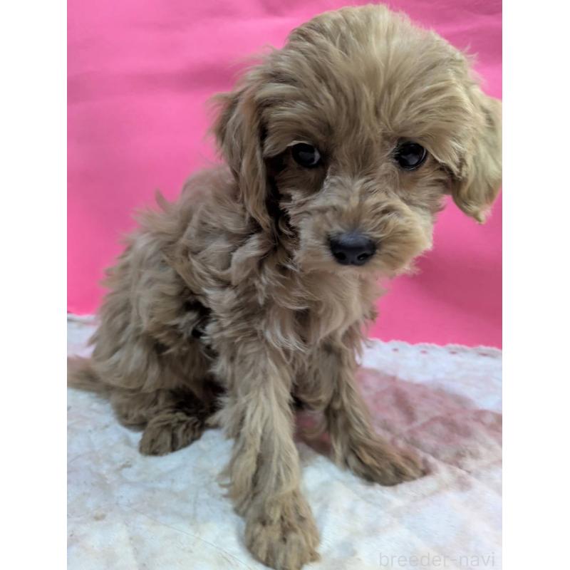 販売中の埼玉県のマルプー:マルチーズ×トイプードル-437652の5枚目