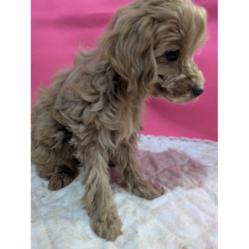 販売中の埼玉県のマルプー:マルチーズ×トイプードル-437652の4枚目