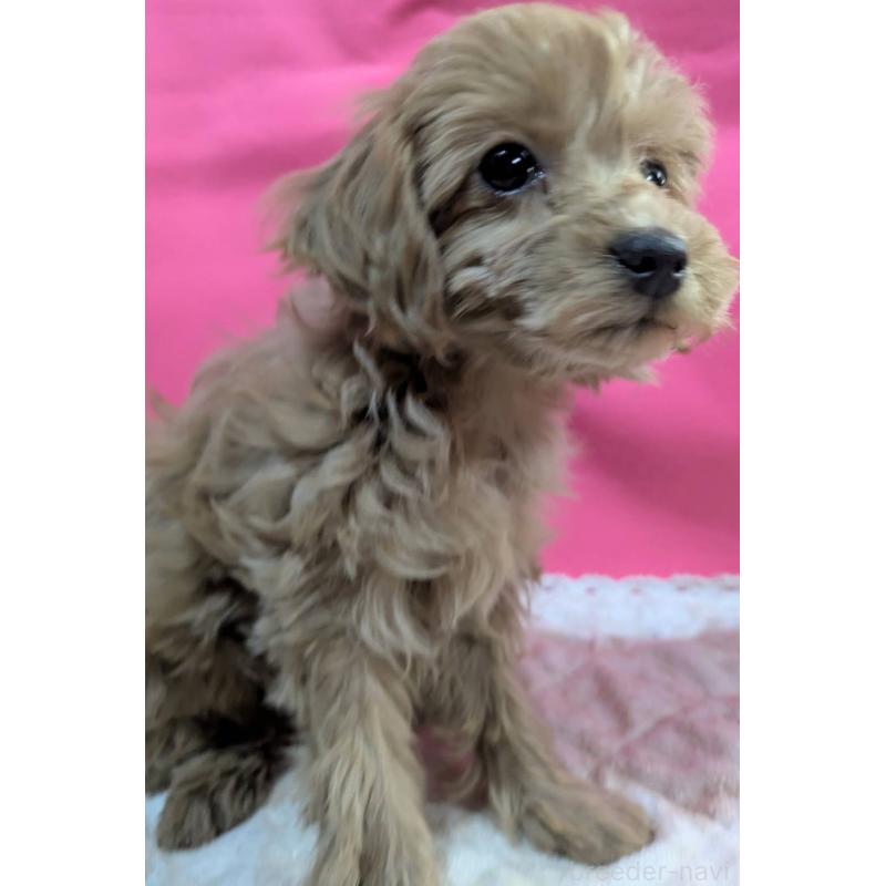 販売中の埼玉県のマルプー:マルチーズ×トイプードル-437652の3枚目