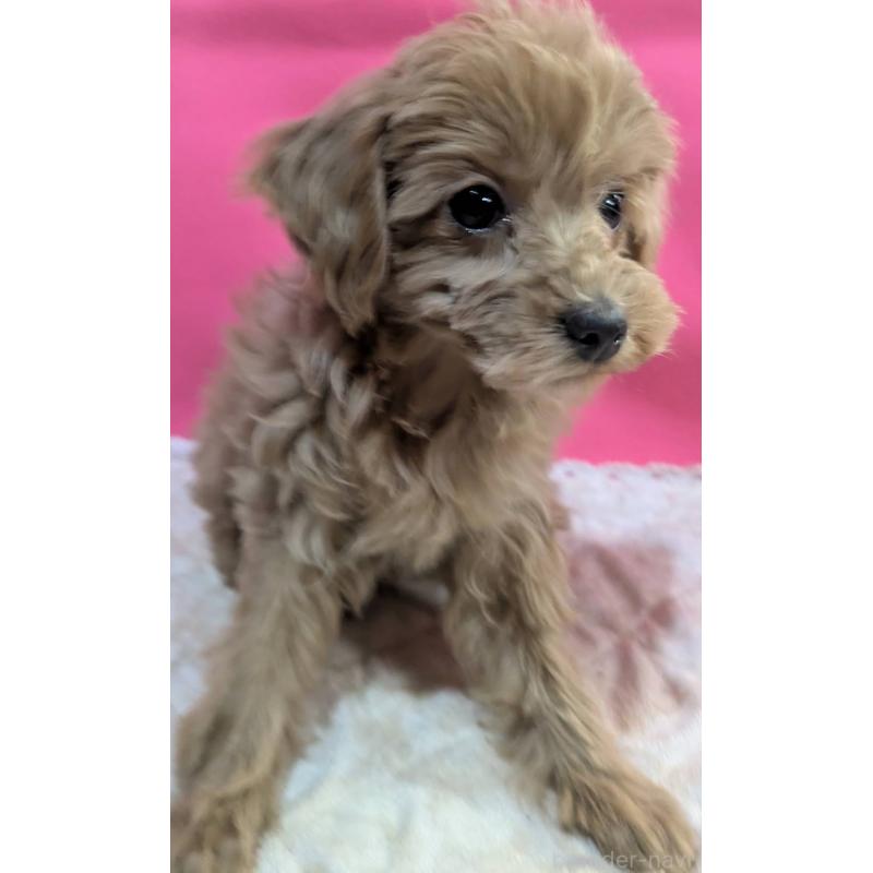 販売中の埼玉県のマルプー:マルチーズ×トイプードル-437652の2枚目