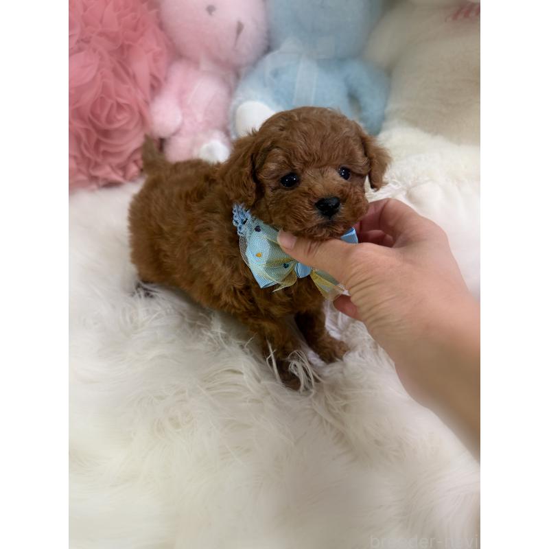 販売中の香川県のトイプードル-446804の5枚目