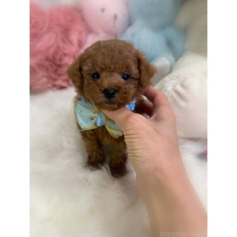 販売中の香川県のトイプードル-446804の4枚目