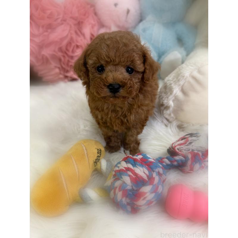 販売中の香川県のトイプードル-446804の3枚目