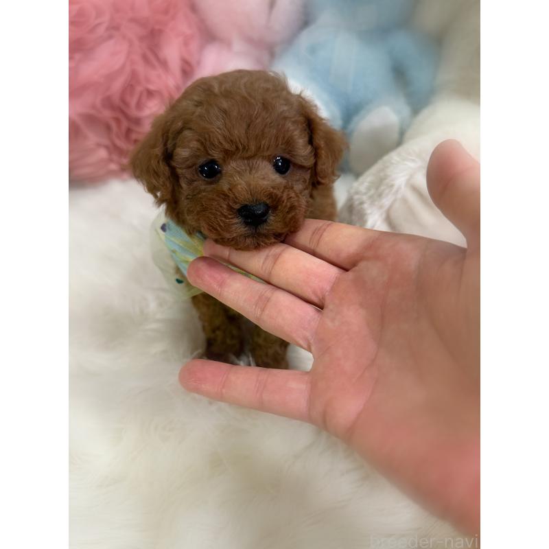 販売中の香川県のトイプードル-446804の2枚目