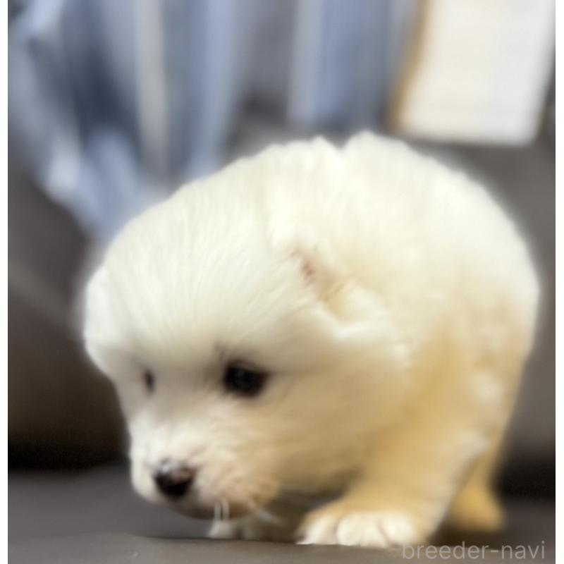 販売中の奈良県のサモエド-446806の10枚目