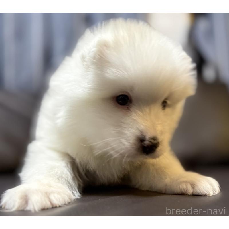 販売中の奈良県のサモエド-446806の9枚目