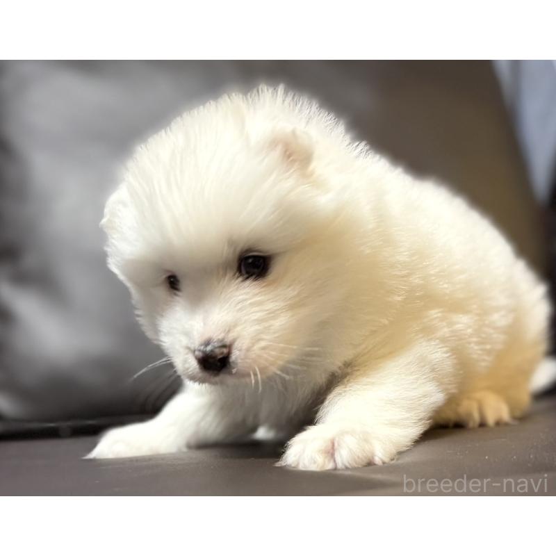 販売中の奈良県のサモエド-446806の1枚目