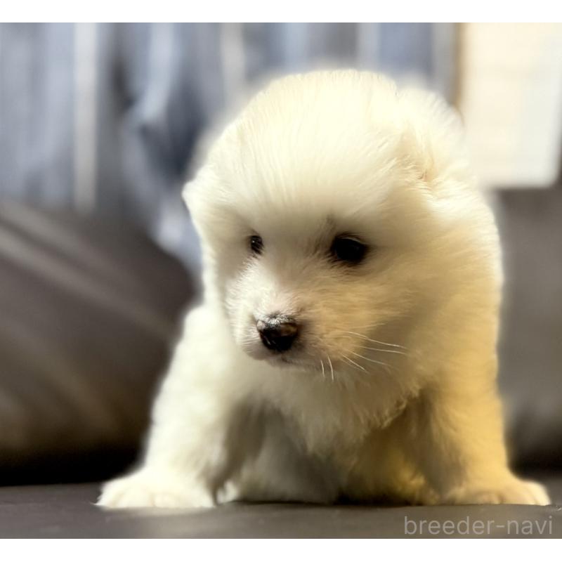 販売中の奈良県のサモエド-446806の8枚目