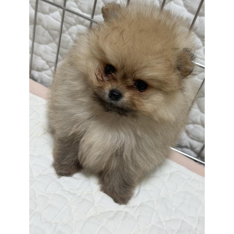 販売中の北海道のポメラニアン-446807の3枚目