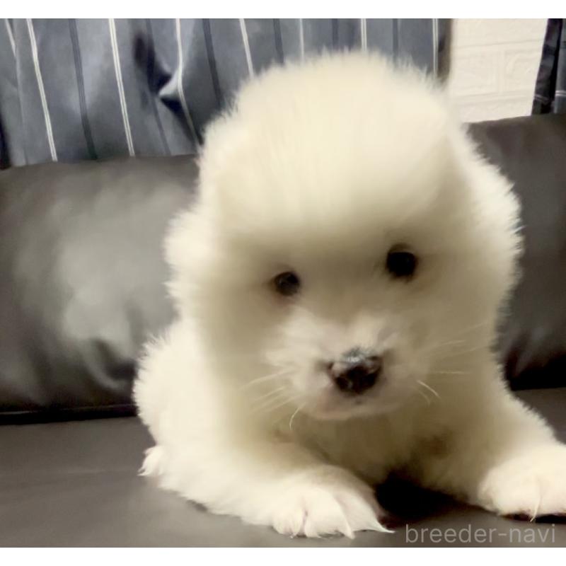 販売中の奈良県のサモエド-446806の7枚目