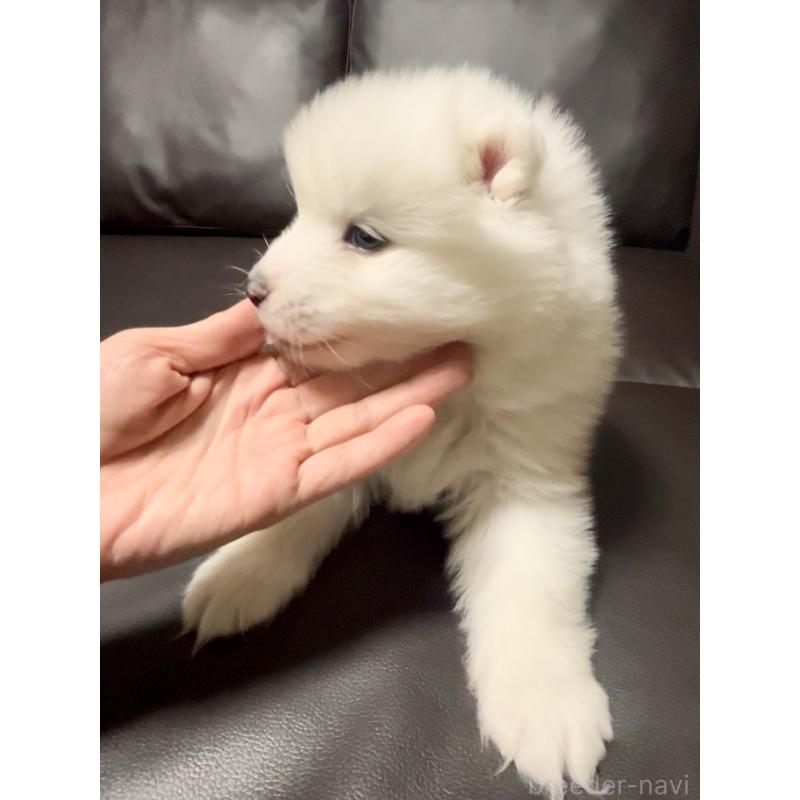 販売中の奈良県のサモエド-446806の5枚目