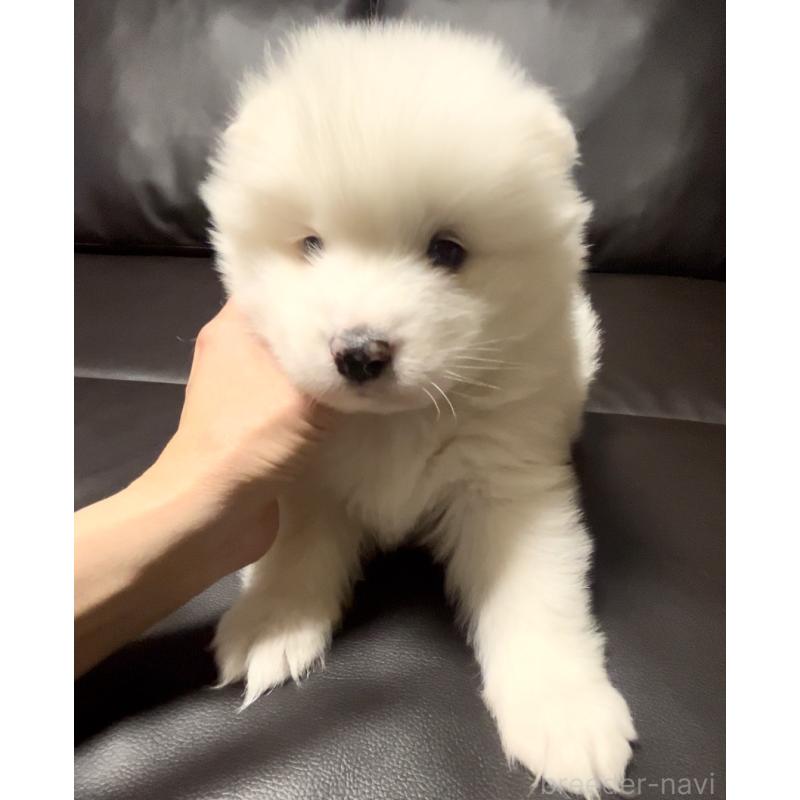 販売中の奈良県のサモエド-446806の3枚目