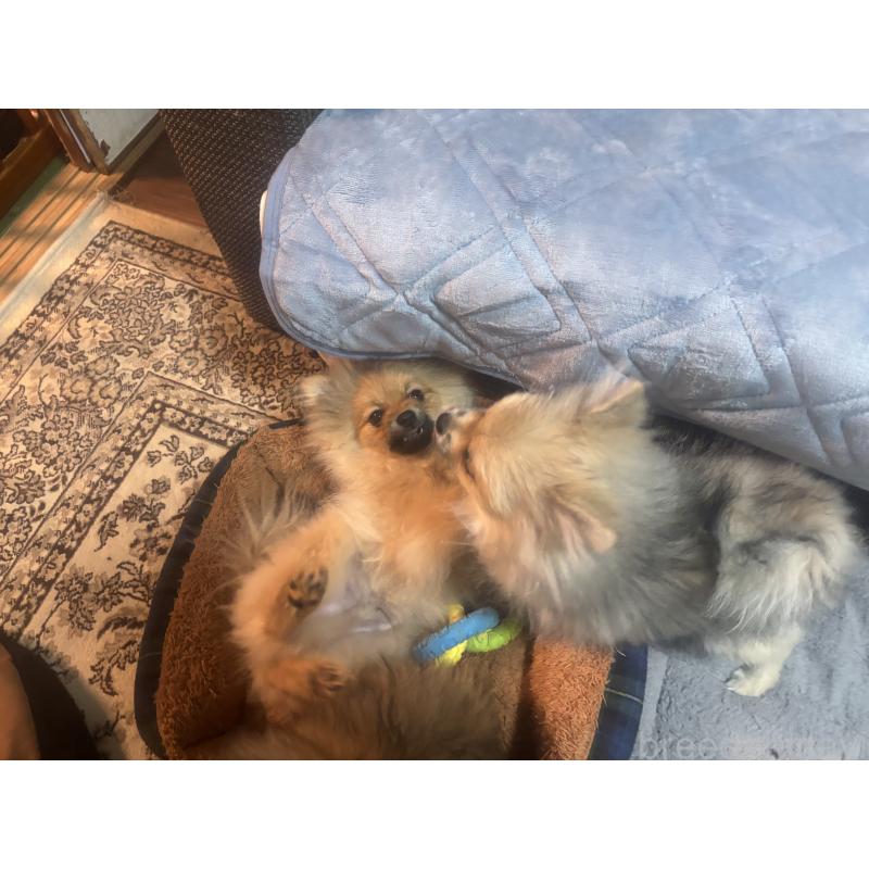 販売中の長崎県のポメラニアン-446808の8枚目