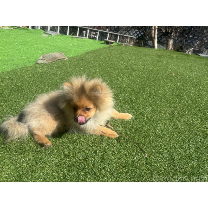 販売中の長崎県のポメラニアン-446808の7枚目