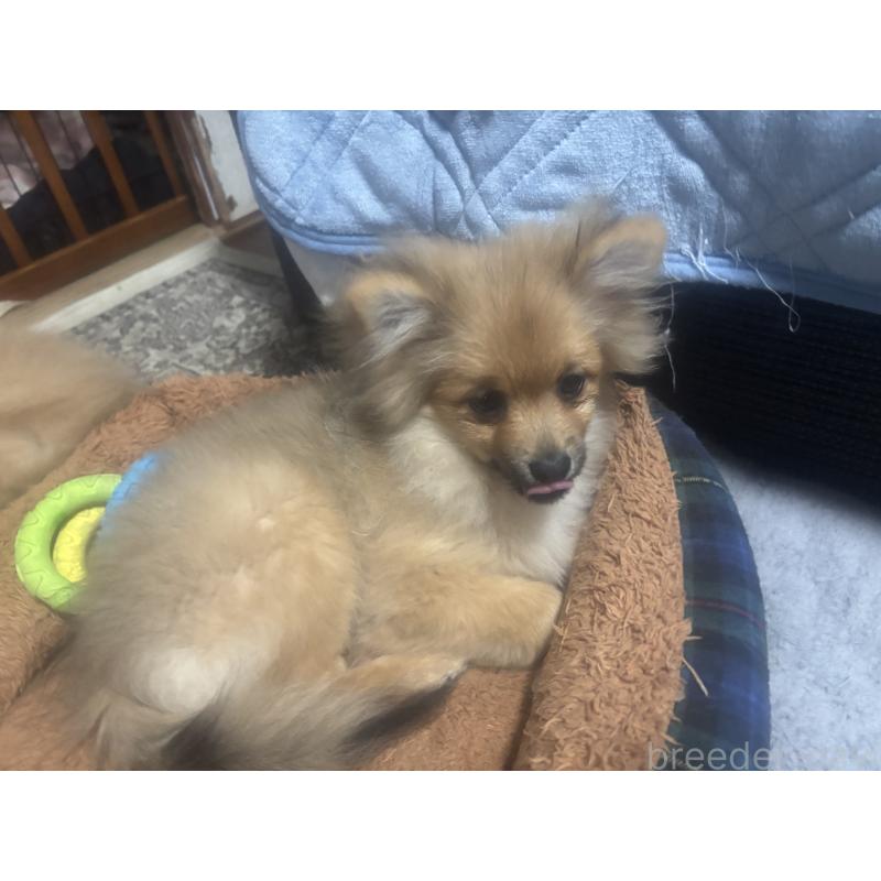 販売中の長崎県のポメラニアン-446808の6枚目