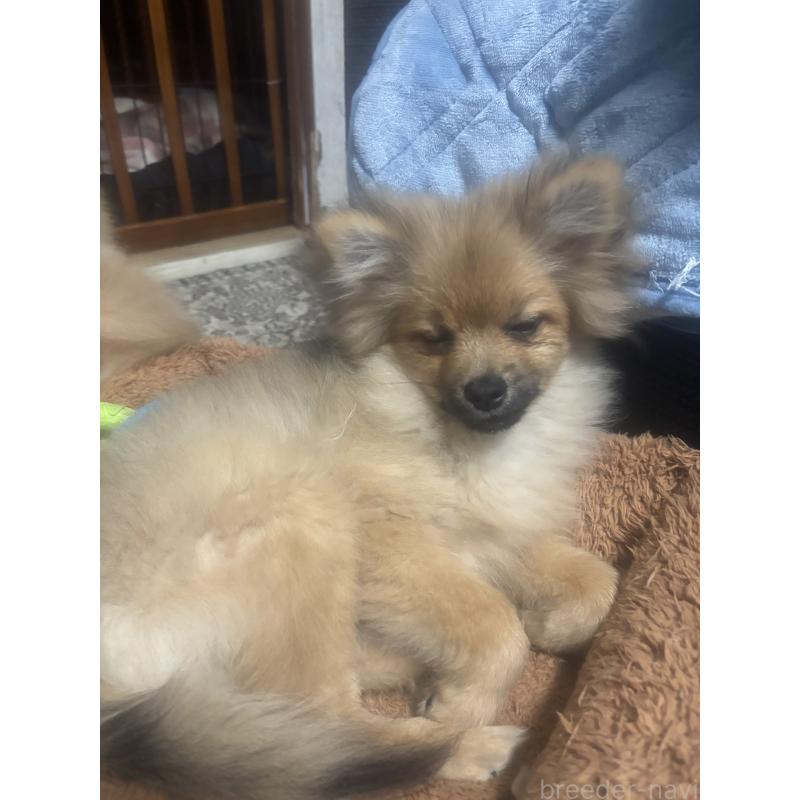 販売中の長崎県のポメラニアン-446808の5枚目