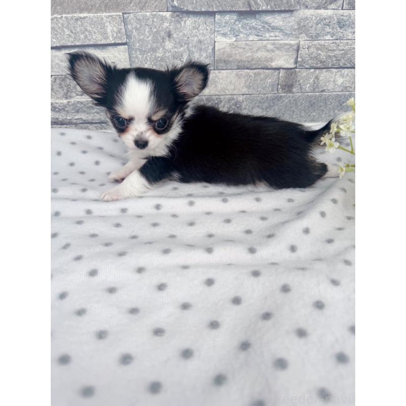 販売中の千葉県のチワワ(ロングコート)-446546の8枚目