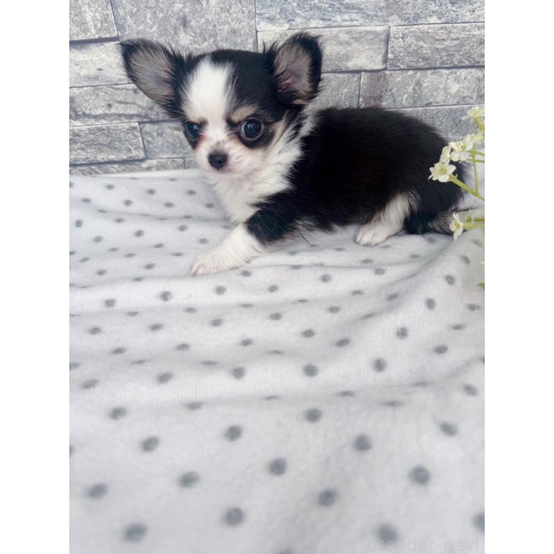 販売中の千葉県のチワワ(ロングコート)-446546の7枚目