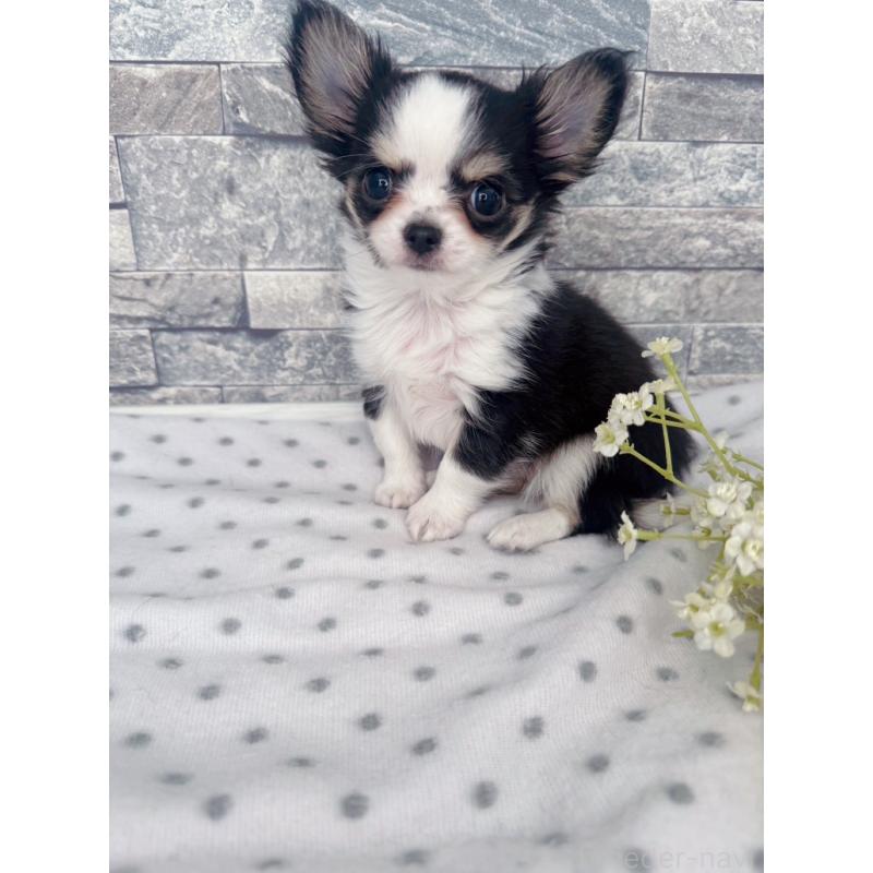 販売中の千葉県のチワワ(ロングコート)-446546の1枚目