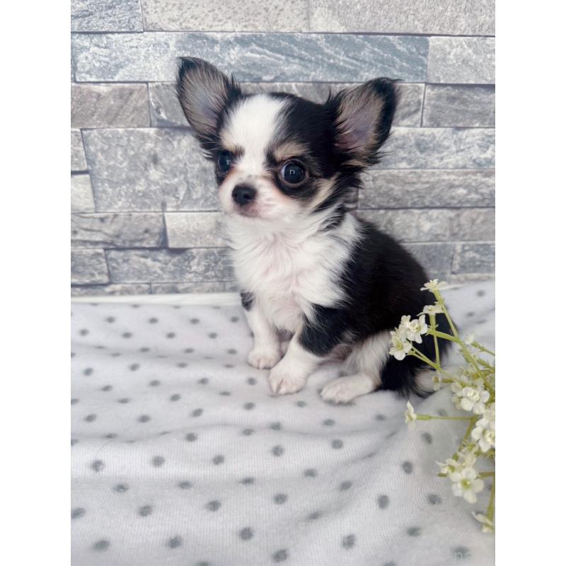 販売中の千葉県のチワワ(ロングコート)-446546の6枚目