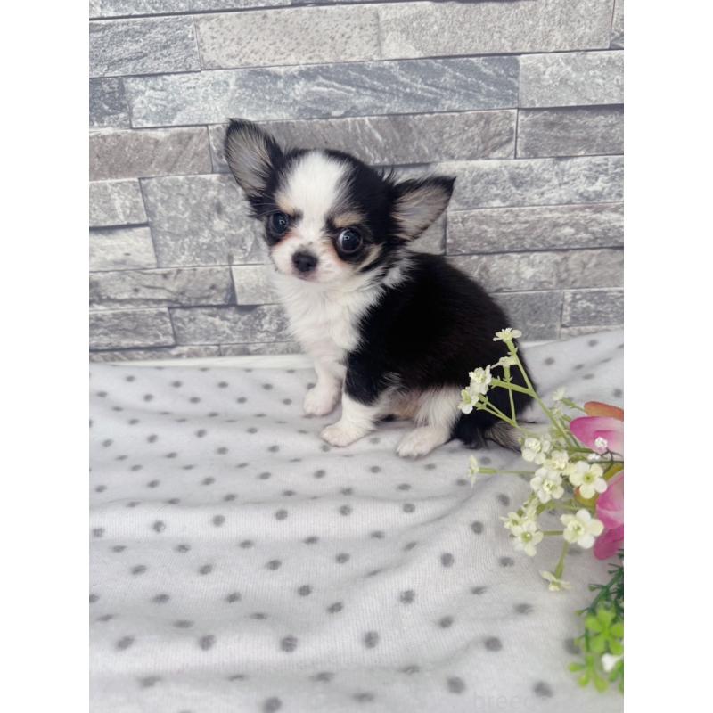 販売中の千葉県のチワワ(ロングコート)-446546の5枚目