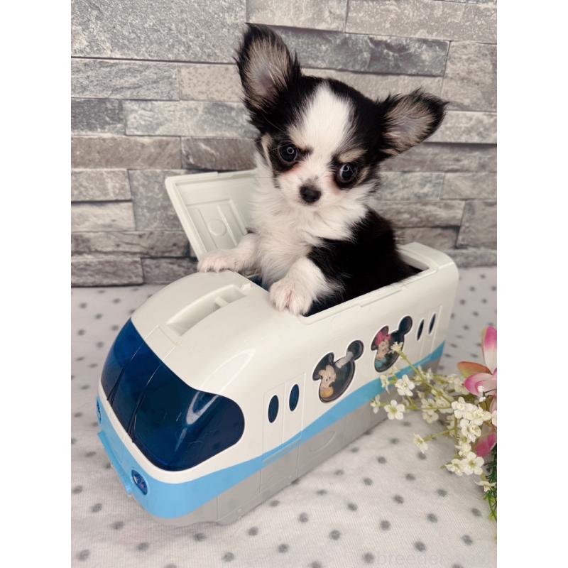 販売中の千葉県のチワワ(ロングコート)-446546の4枚目