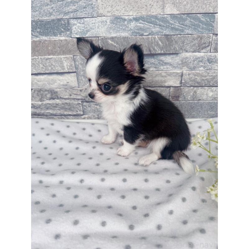 販売中の千葉県のチワワ(ロングコート)-446546の3枚目