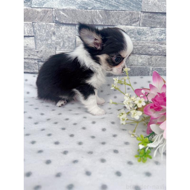 販売中の千葉県のチワワ(ロングコート)-446546の2枚目