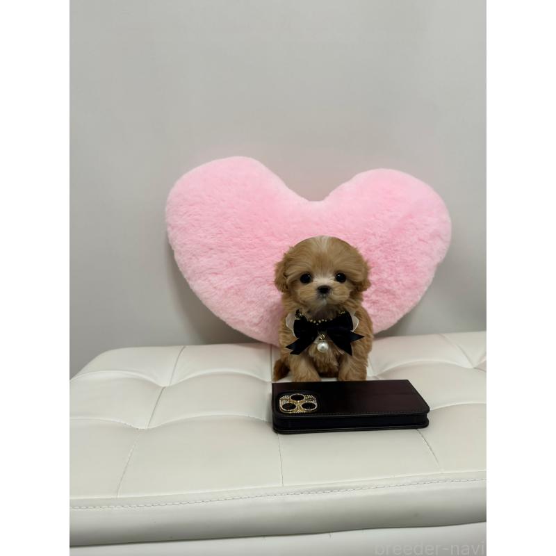 販売中の埼玉県のマルプー:マルチーズ×トイプードル-446545の4枚目