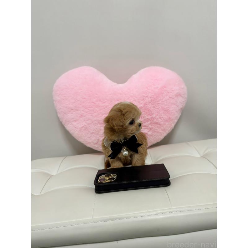 販売中の埼玉県のマルプー:マルチーズ×トイプードル-446545の3枚目