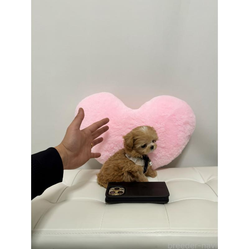 販売中の埼玉県のマルプー:マルチーズ×トイプードル-446545の2枚目