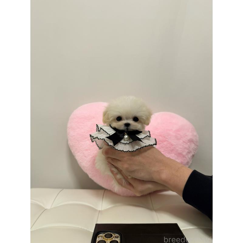 販売中の埼玉県のマルプー:マルチーズ×トイプードル-446547の4枚目