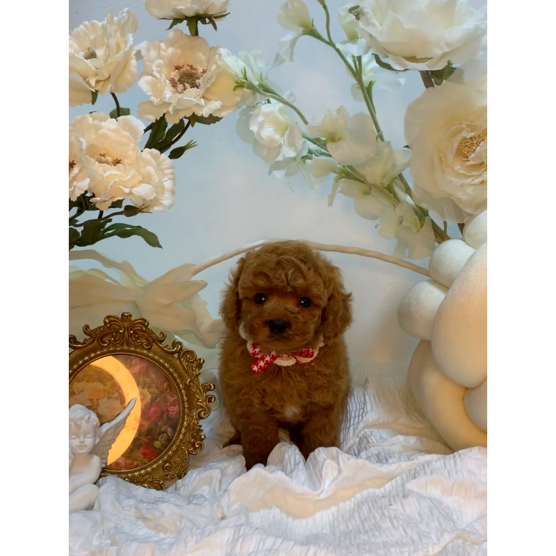 販売中の大阪府のタイニープードル-446548の5枚目