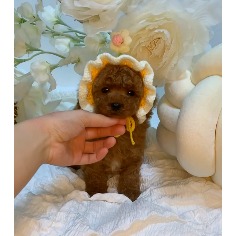 販売中の大阪府のタイニープードル-446548の3枚目