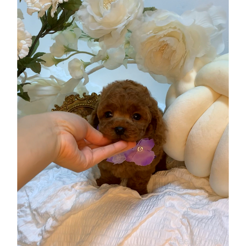 販売中の大阪府のタイニープードル-446550の4枚目