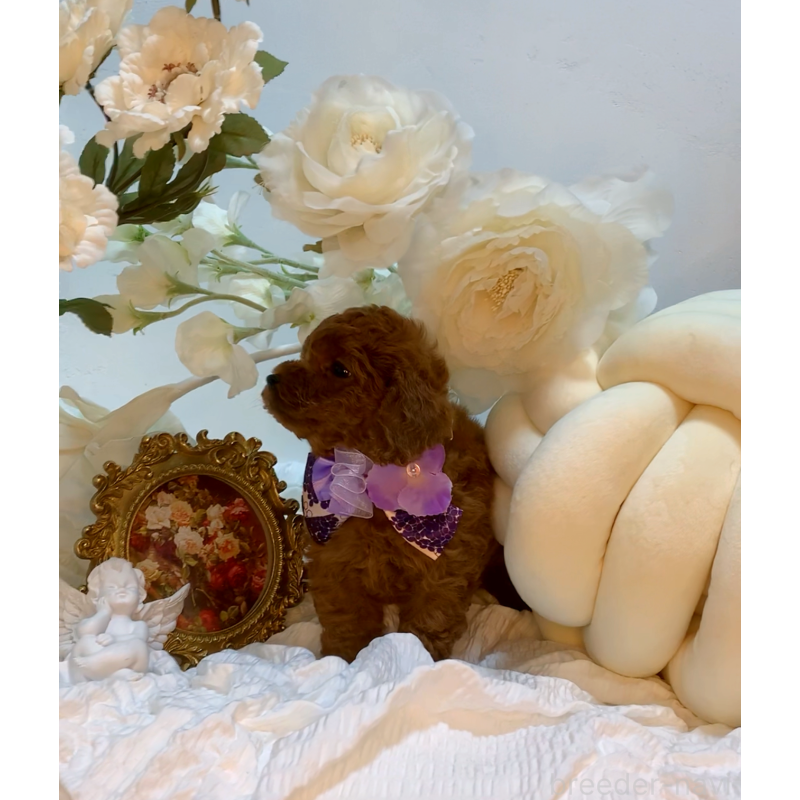 販売中の大阪府のタイニープードル-446550の2枚目