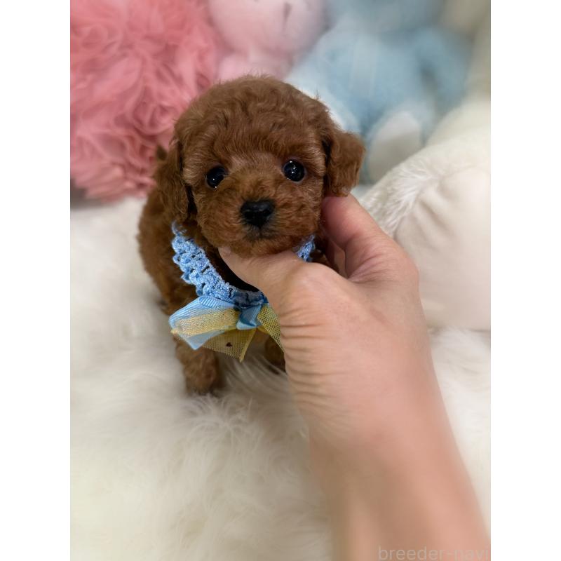 販売中の香川県のタイニープードル-446811の4枚目