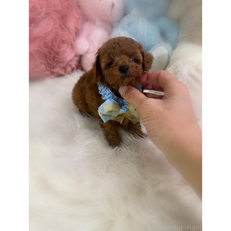 販売中の香川県のタイニープードル-446811の3枚目