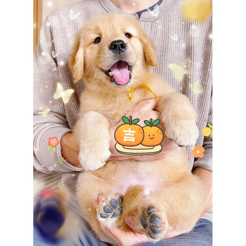 販売中の岐阜県のゴールデンレトリーバー-440330