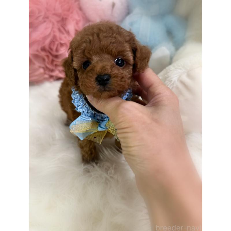 販売中の香川県のタイニープードル-446811の2枚目