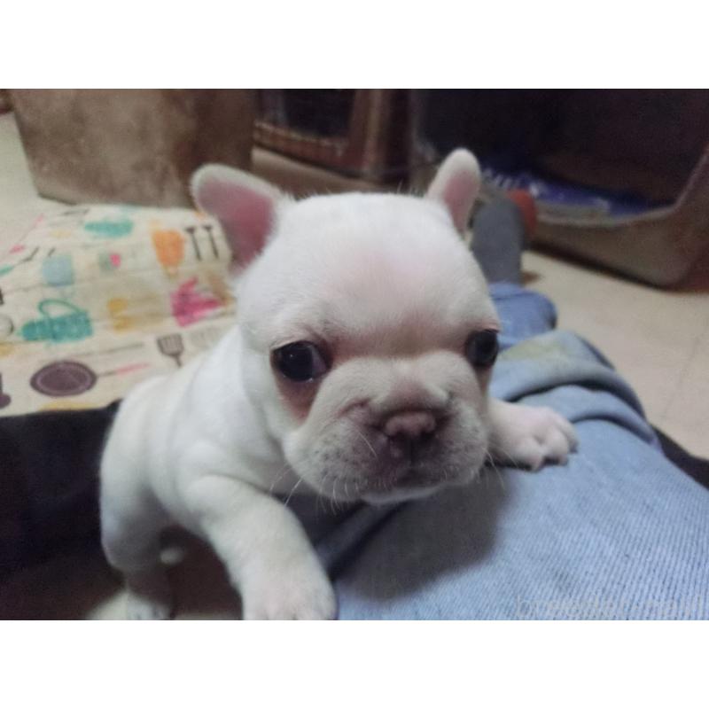 販売中の兵庫県のフレンチブルドッグ-446810の3枚目