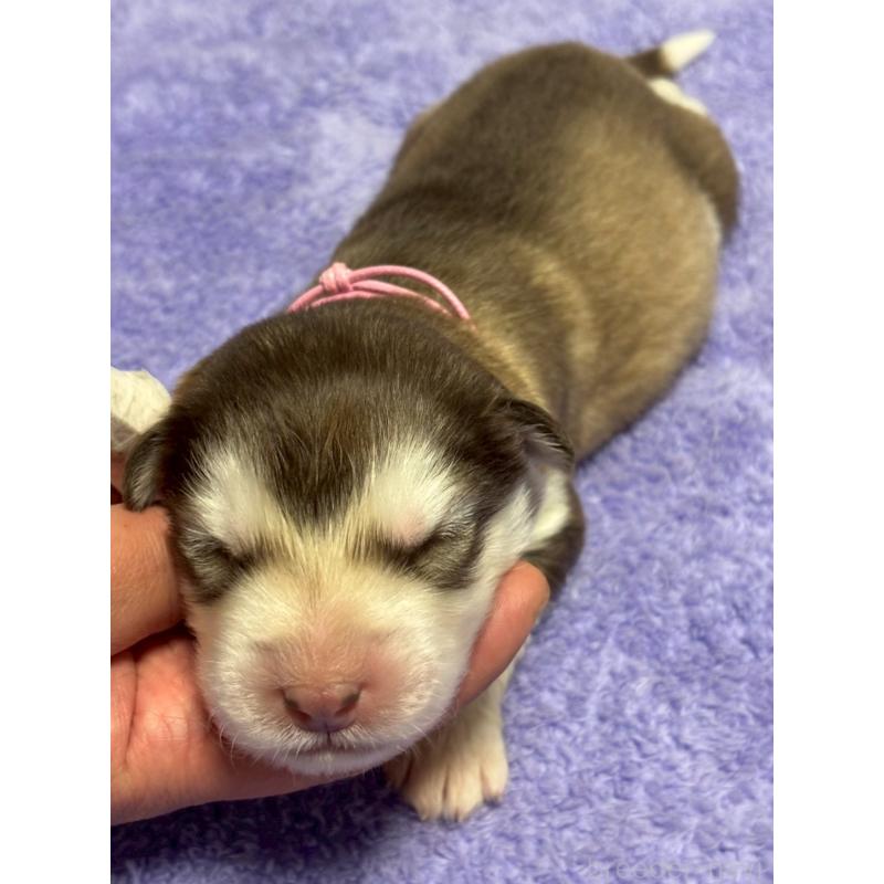 販売中の奈良県のアラスカンマラミュート-446815の5枚目